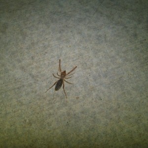Interesting spider