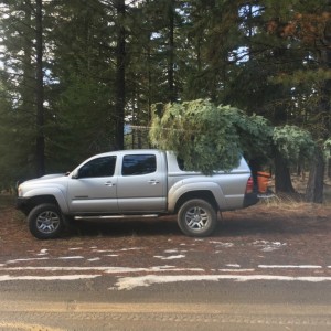 This year's $5 Xmas tree