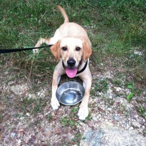 Just a little nugget pup. Puppying around at shoe creek