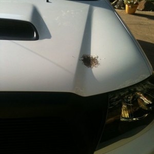 What kinda bird makes an unholy mess this big?