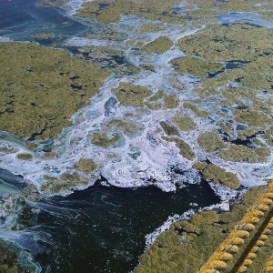 The lake I work at....people swim in this shit.