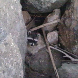 Raccoon at the beach wtf