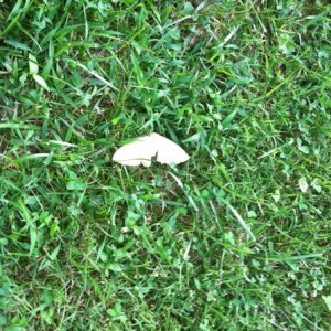 Big ass moth from earlier. Forgot to send it