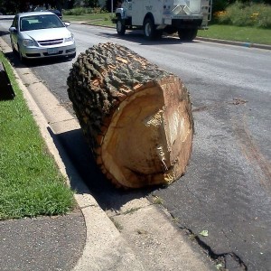 Stihl- 1, Cottonwood- 0