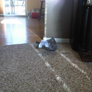 My sisters cat loves paper...retarded cat.