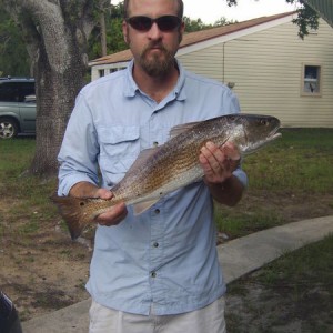 Indian River Red Fish 26.75 inches=dinner.