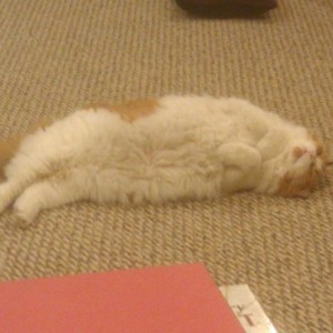 Cat dell over and hasn't moved for 20 min lol