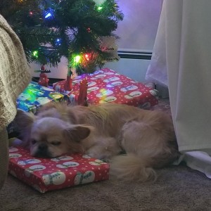 Moose sleeping on the Christmas presents