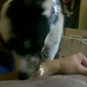 Napkins are overrated... just let the dog lick the food off your shirt....