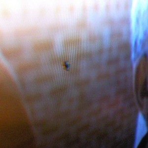 Spyder on the inside of my tv!!