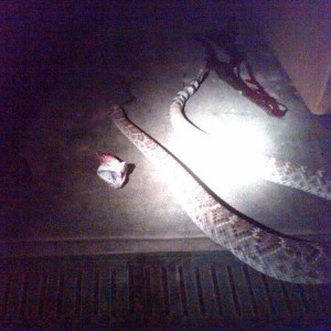 Damn snakes! I stepped on this one, luckily it was close to his head so I c