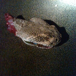 Here's another cool pic, he was every bit of 3ft long, no too bad but 