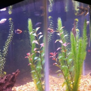 10 gal tank set up