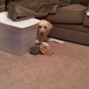 Peek a boo
