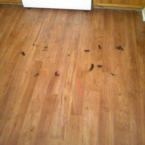 Dear Mayday(puppy)thank you for taking 6 shits in the kitchen while we were