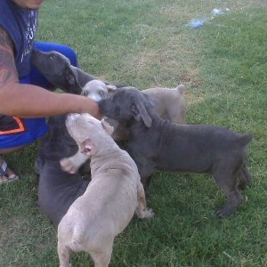 Got 4 of them left! Cane Corso pups!