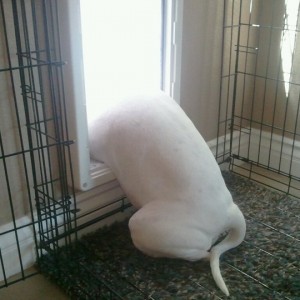 halodogdoor