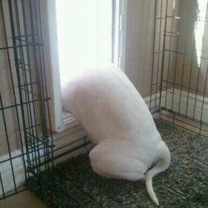 Weird dog!