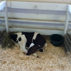 A baby cow at the Erie county fair in NY. (from yesterday, when I could not