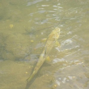 fish1