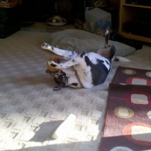 Hur derp!
