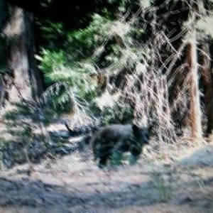 From yesterday. There was a little cub I wanted to pick up and pet but I di