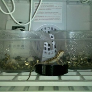Gf checked the bearded dragon eggs this morning and this little guy hatched