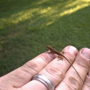 Tiny lizard!!