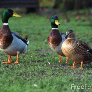 01_08_34---Ducks_web