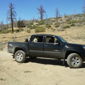 4x4ing with the Dogs!