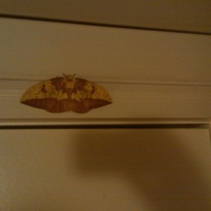 Beast mode moth! It's like 5 inches wide