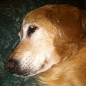 Damn mut takes all the couch.