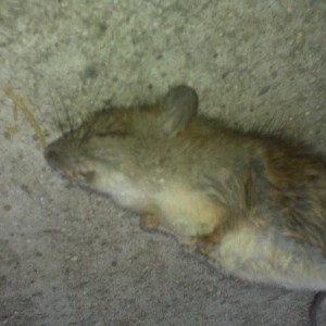 Early morning present from my old cat LMAO my dad was trying to nab this on