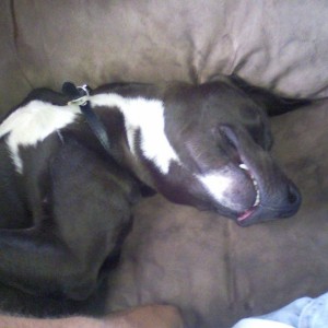 Lazy mutt