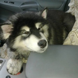 camera_pics_008