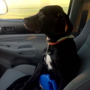 Getting neutered today.