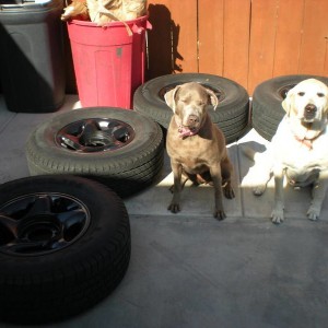 Puppies & wheels