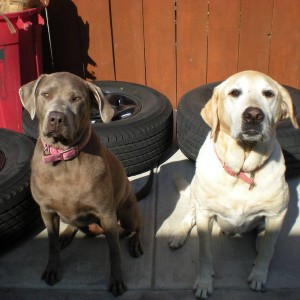 DOGS!