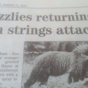 For Lisa... apparently the grizzlies are getting bad again.