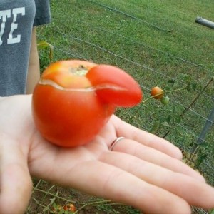Funny tomato growth
