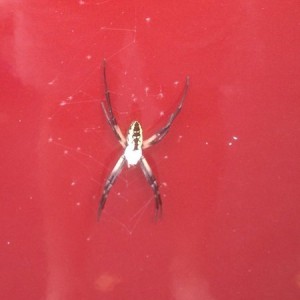 This has taken up residence on my tailgate. I will likely be burning the tr