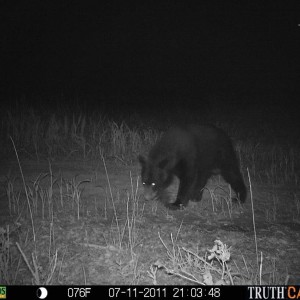 HBVBear