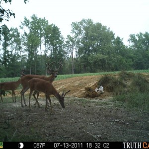 Pasture5