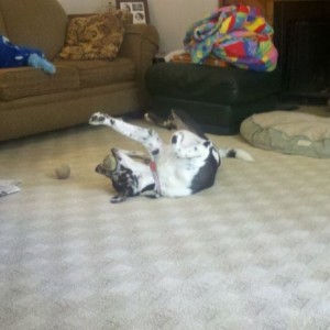 Derp derp.