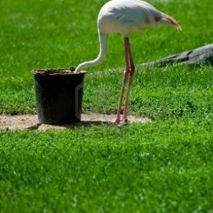 9986036-a-flamingo-bird-hiding-his-head-in-a-bucket