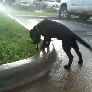 Eat the sprinkler time. 