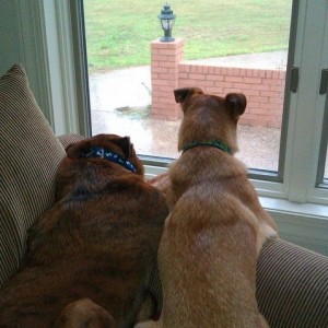 Doggies watching the storm come in