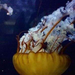 Took this picture with my Motorola Droid @ aquarium