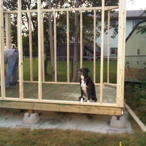 Oreo helping build the shed!