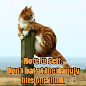 bull